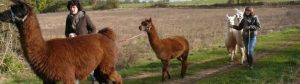 Randonnée avec des lamas et alpagas en Essonne.