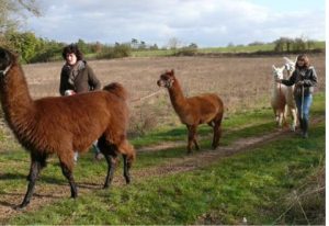 Randonnée avec des lamas et alpagas en Essonne.